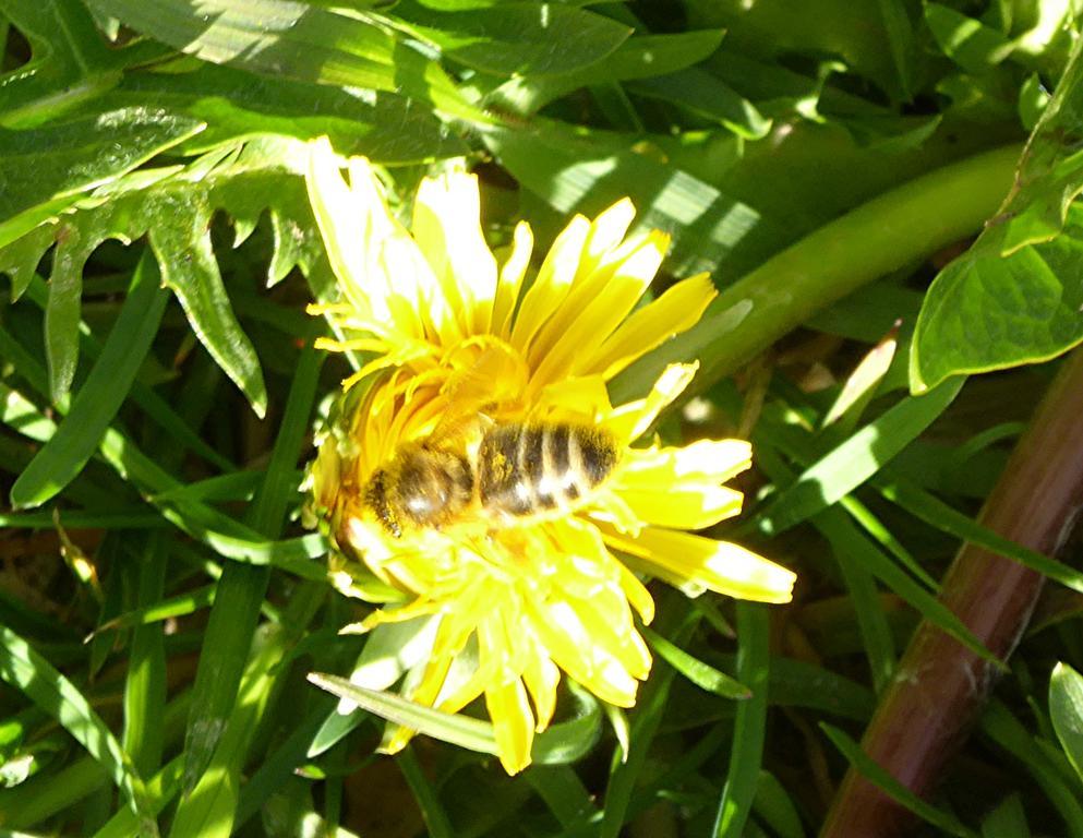 Chez Jean Et Daisy Bed & Breakfast Riehen Eksteriør bilde